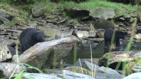 Two Black Bears on rocks in water Stock Footage 85194269