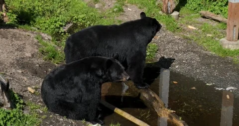 Two Black Bears, Sitka, Alaska. Stock Footage 332625957