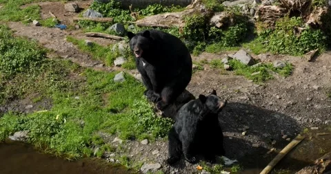 Two Black Bears sitting, Sitka, Alaska. 스톡 동영상 332625989