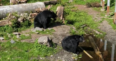 Two Black Bears sitting in a sunny day in Sitka, Alaska. Stock Footage 332626256