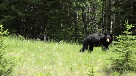 Two black bears walking Stock Footage 50157986
