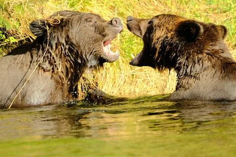 Two black bears walking through tall grass 2 Stock Photos