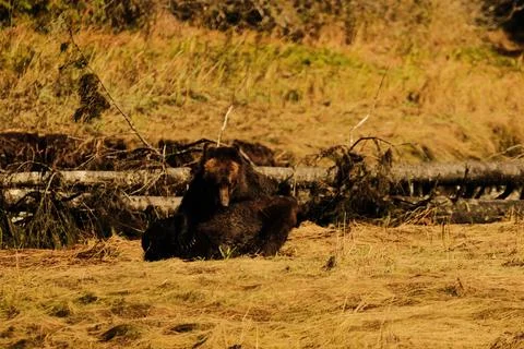 Two black bears walking through tall grass 4 Stock Photos