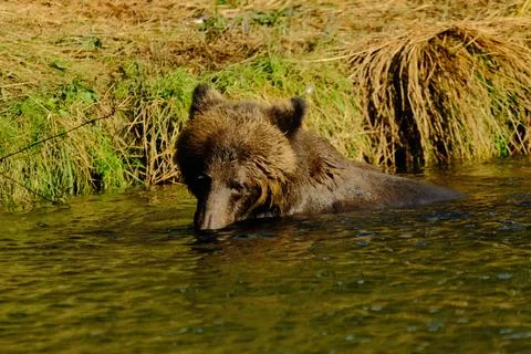 Two black bears walking through tall grass 11 Stock Photos