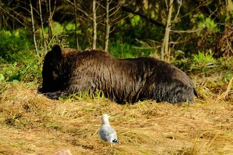 Two black bears walking through tall grass 14 Stock Photos