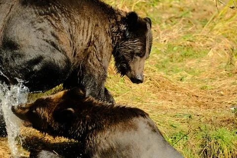 Two black bears walking through tall grass 16 Stock Photos