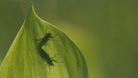 Two black beetles with antennae sits on a green leaf. Close-up Видео 75475831