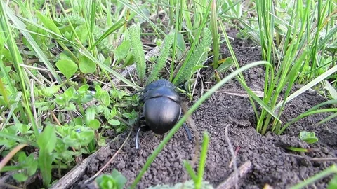 Two black beetles Digger dung crawling in the grass Geotrupidae Latreille Ge Video stock 153495539