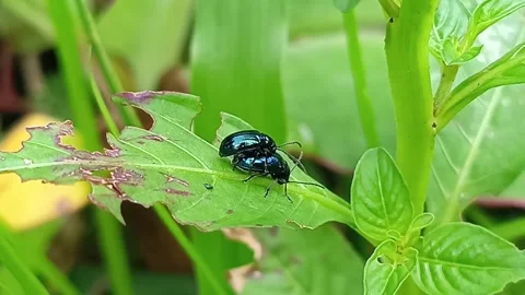 Two Black Beetles Mating on Green Leaf Macro Wildlife Видео 332407809
