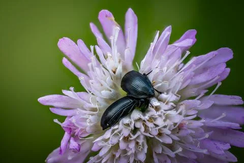 Two Black Beetles Mating on Scabious Stock Photos
