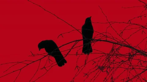 Two Black Birds, Crows, Ravens - Silhouette On Bloody Sky - Background Loop Stock Footage