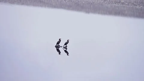 Two black birds, each perched on a rock within a lake, on a gray day Stock Footage 238629573
