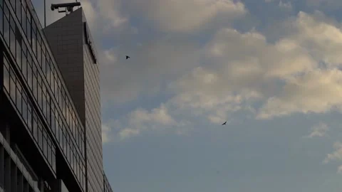 Two black birds flying in around the buildings Video stock 150240954
