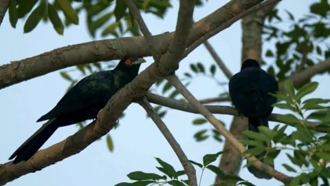 Two black birds perched on a tree branch natural habitat Video stock 310681660