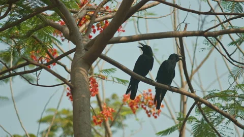 Two Black Birds Sitting on Tree Branch with Red Flowers  Tropical Scene 스톡 동영상 333601872