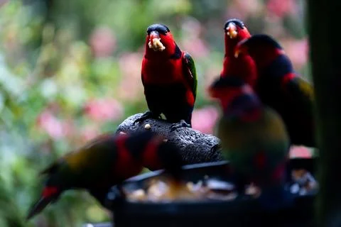 Two Black-Capped Lories Facing Camera While Eating Stock Photos