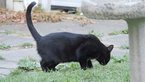 Two black cat Stock Footage 330040306