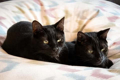 Two black cat on a pillow Stock Photos