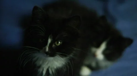 Two black cats on a bed 스톡 동영상 873951