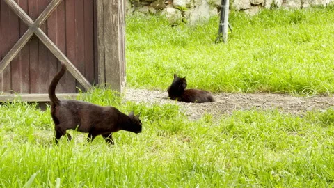 Two Black Cats Confront Each Other in a Grassy Yard Near a Wooden Building Stock Footage 335144088