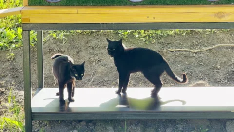 Two Black Cats Confront Each Other Underneath Outdoor Garden Shelter Stock Footage 335169617