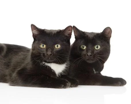 Two black cats looking at camera. isolated on white background Stock Photos