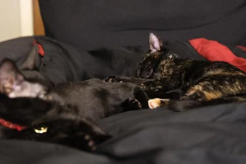 Two black cats napping on bed comforter Background Stock Photos