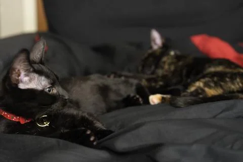 Two black cats napping on bed comforter foreground Stock Photos