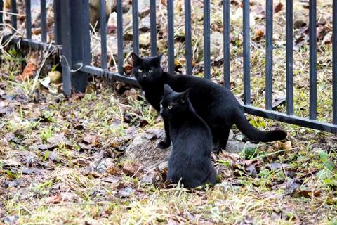 Two black cats Stock Photos
