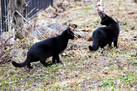 Two black cats Stock Photos