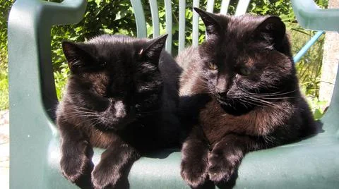 Two black cats Stock Photos