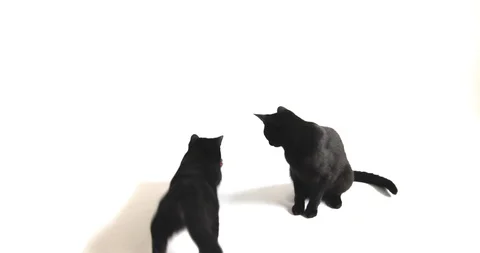 Two black cats playing on bright white background laser pointer Video stock 128775412