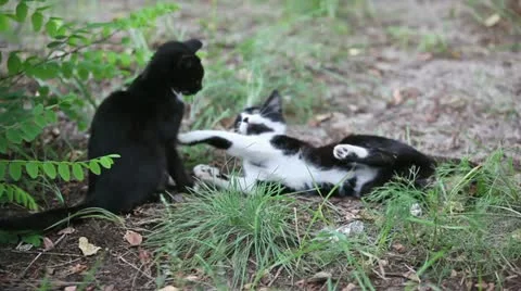 Two black cats playing outdoor Stock Footage 11411077