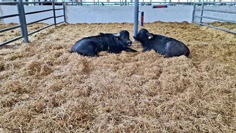 Two Black Cattle Resting Comfortably on Straw Bedding 動画素材 335505145