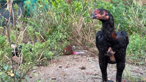 Two black chickens forage in an overgrown yard with grass, bushes and bare groun Vídeo Stock 343041465