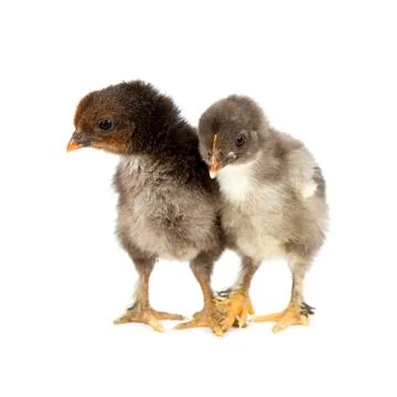 Two black chickens or chicks  from Marans breed isolated on white Stock Photos