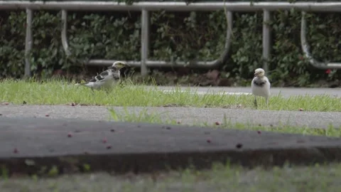 Two Black-collared Starling on Grass Lawn, Low Angle View, Taiwan Vídeos de archivo 265410904