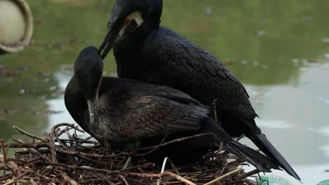 Two black cormorant birds nesting together on a wooden boat in calm water Stock Footage 342106127