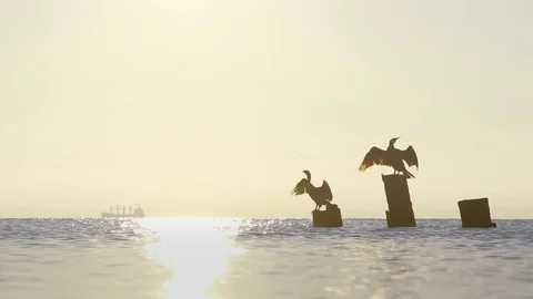 Two black cormorants Stock Footage 92463579