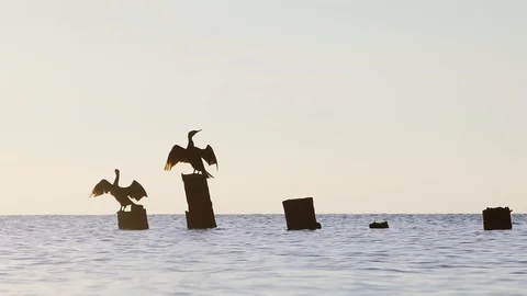 Two black cormorants Stock Footage 92463621