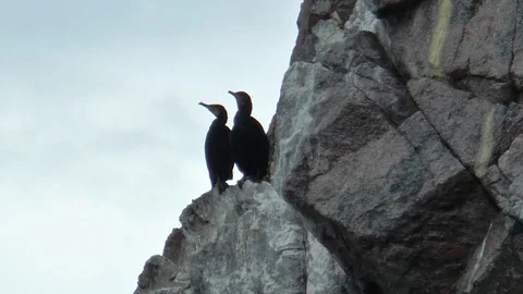 Two black cormorants sit on a rock.  Colony of birds. Stock-Footage 74104460