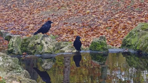Two black Corvus corone crows reflected in still water near mossy rocks during 스톡 동영상 323375953