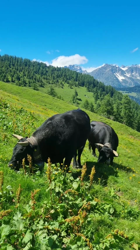 Two black cows (Eringer) stand in a meadow on a sunny day in the Swiss Alps Stock Footage 284453054