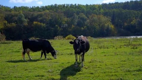 Two black cows grazing in the meadow. Stock Footage 106486366