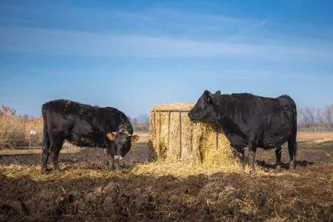 Two black cows grazing in mud close to feeder full of hay, Czech republic Stock Photos