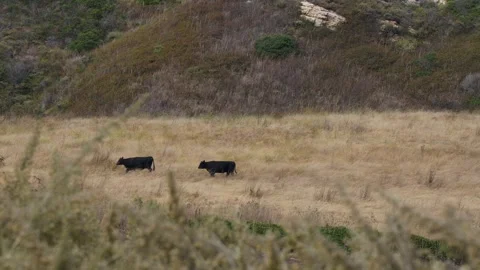 Two Black Cows Walking in a Field Covered in Dead Grass Stock Footage 249274017