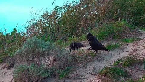 Two black crow birds standing on the sandy ground Vídeo Stock 341957082