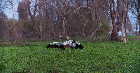 Two black crowned crane (crested crane) dancing in the swamp, Kenya, Africa Stock Footage 130915955