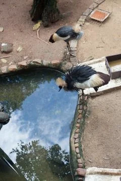 Two black crowned cranes one looking at puddle Stock Photos