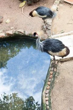Two black crowned cranes Stock Photos